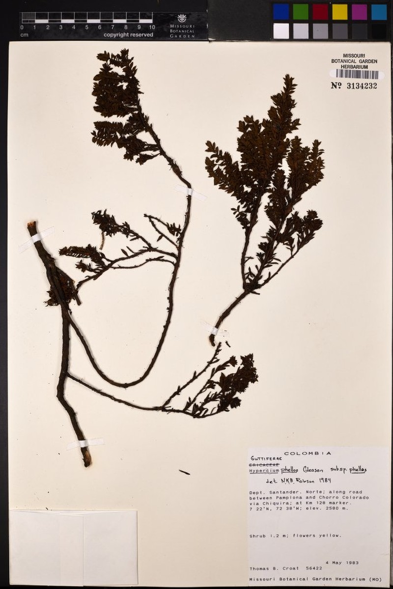 Hypericum phellos photo 2