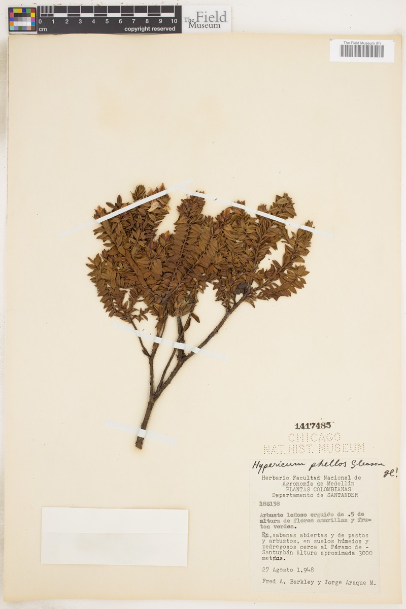 Hypericum phellos photo 4
