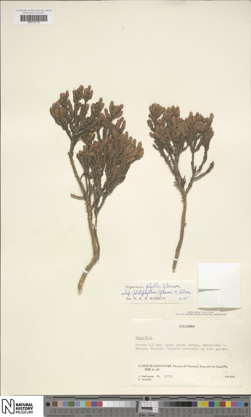 Hypericum phellos photo 6