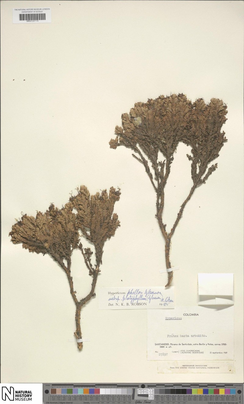 Hypericum phellos photo 7
