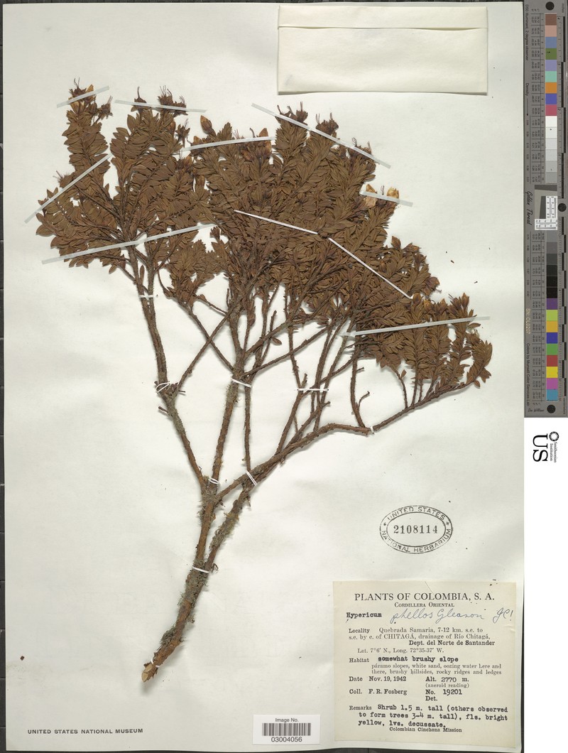 Hypericum phellos subsp. phellos photo 4