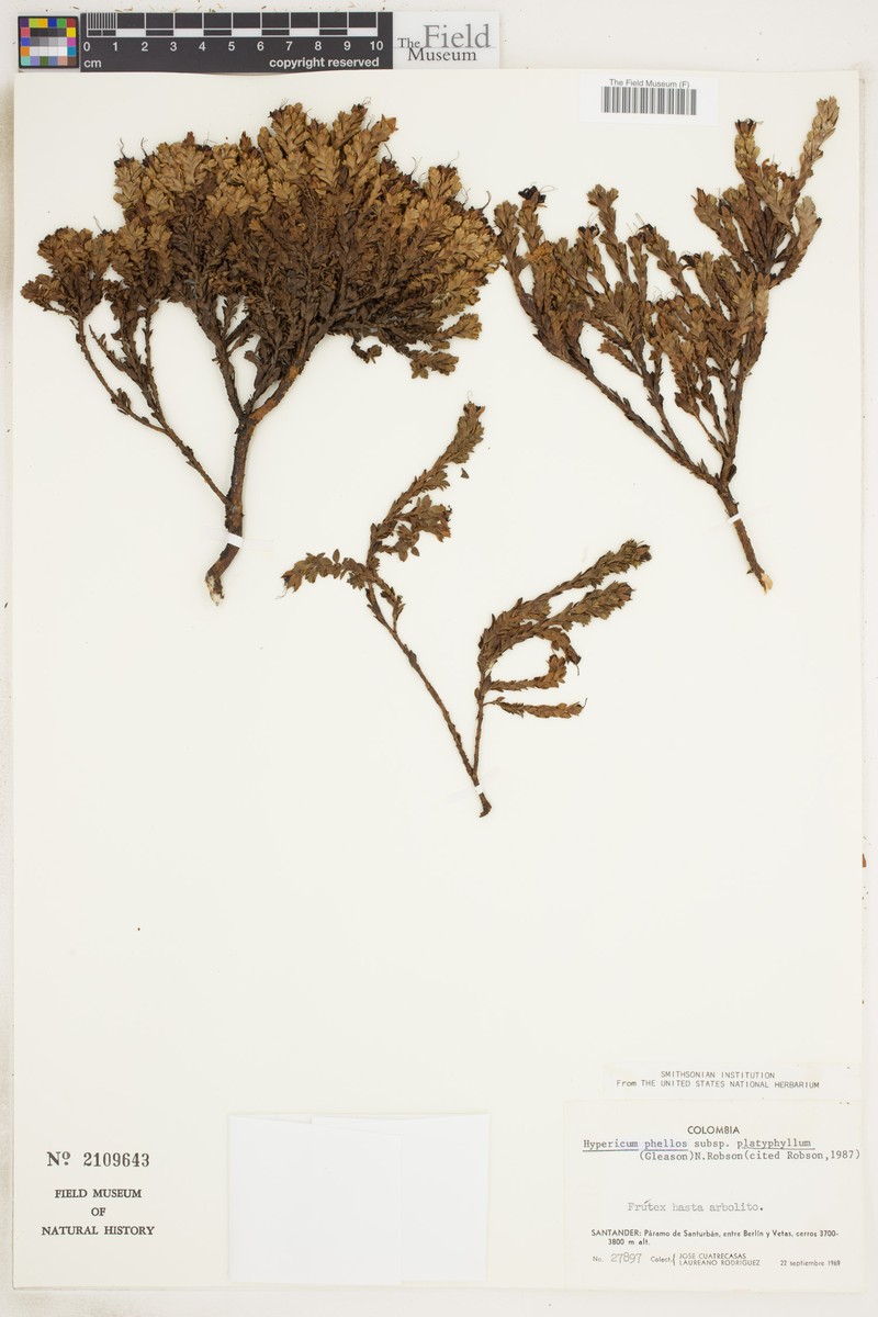 Hypericum phellos subsp. platyphyllum
