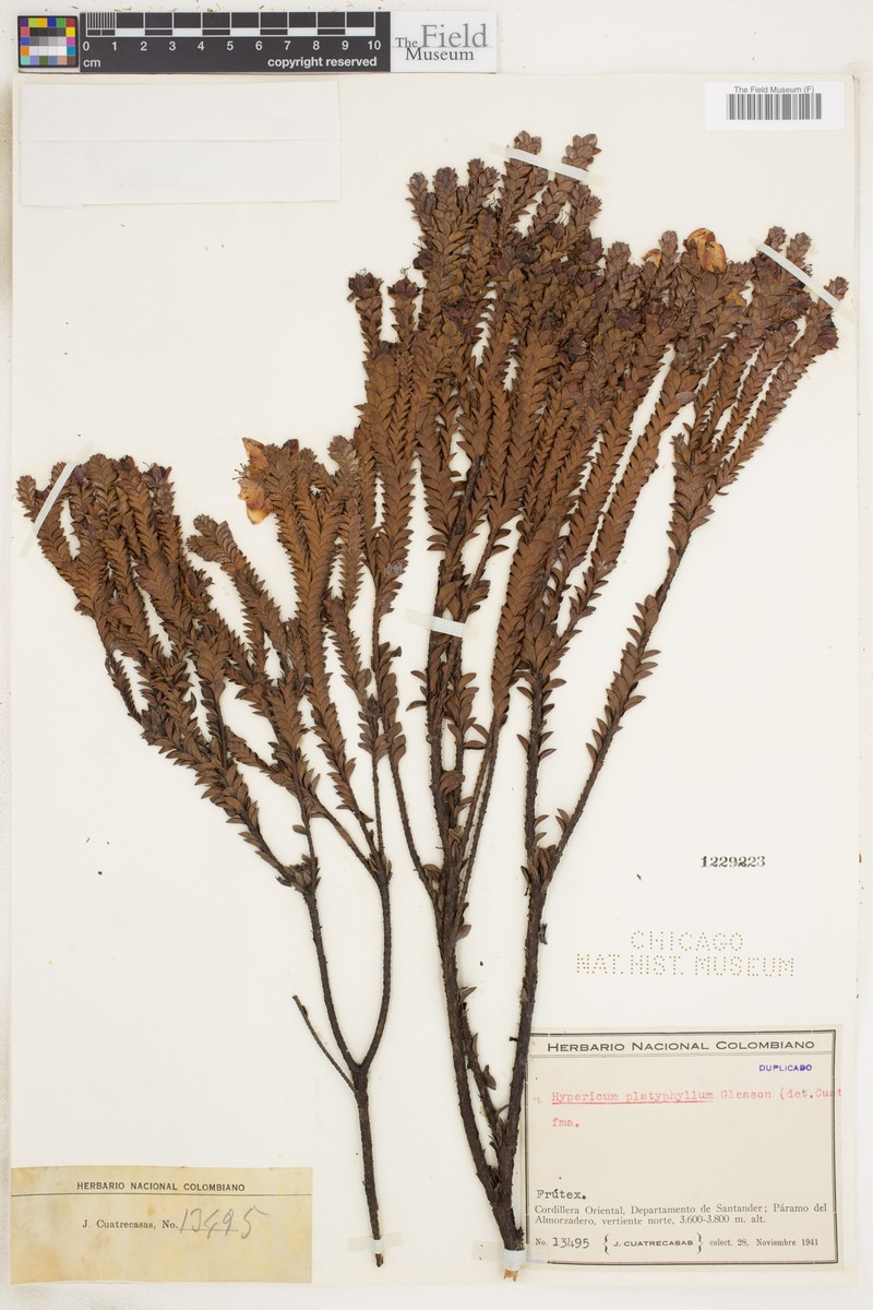 Hypericum phellos subsp. platyphyllum photo 3