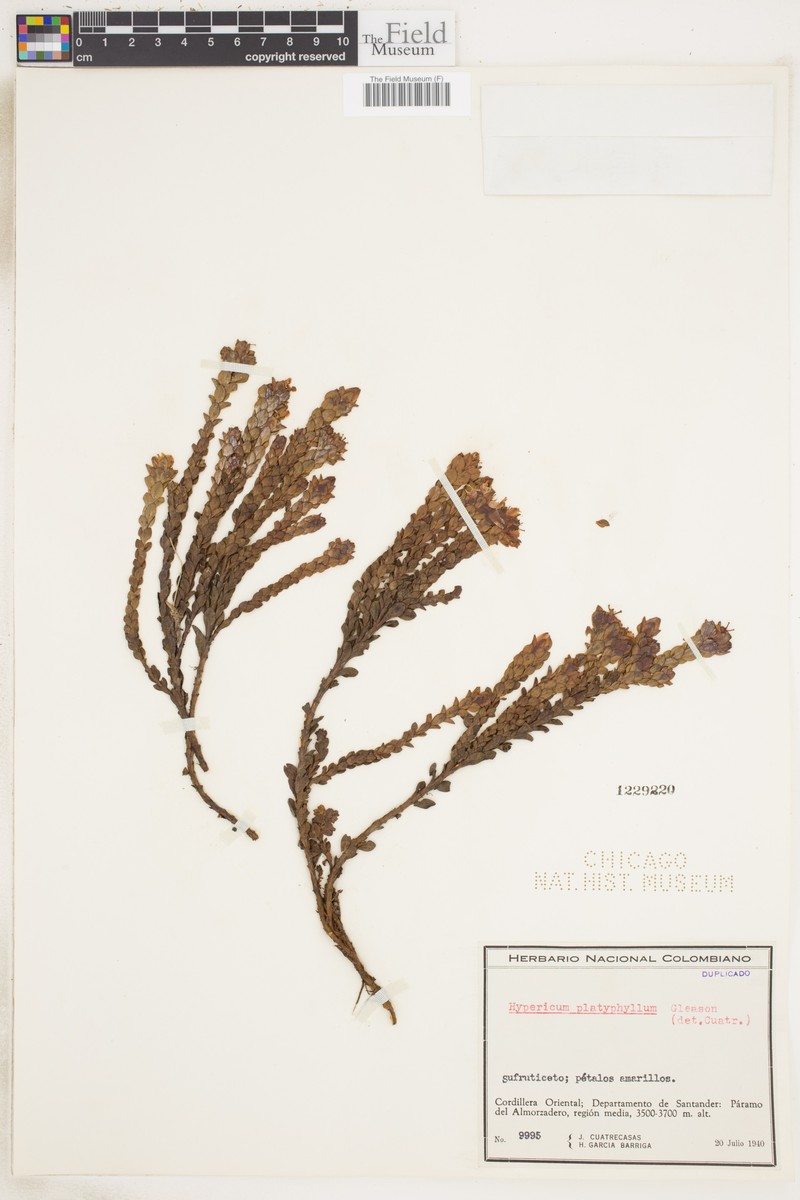Hypericum phellos subsp. platyphyllum photo 4