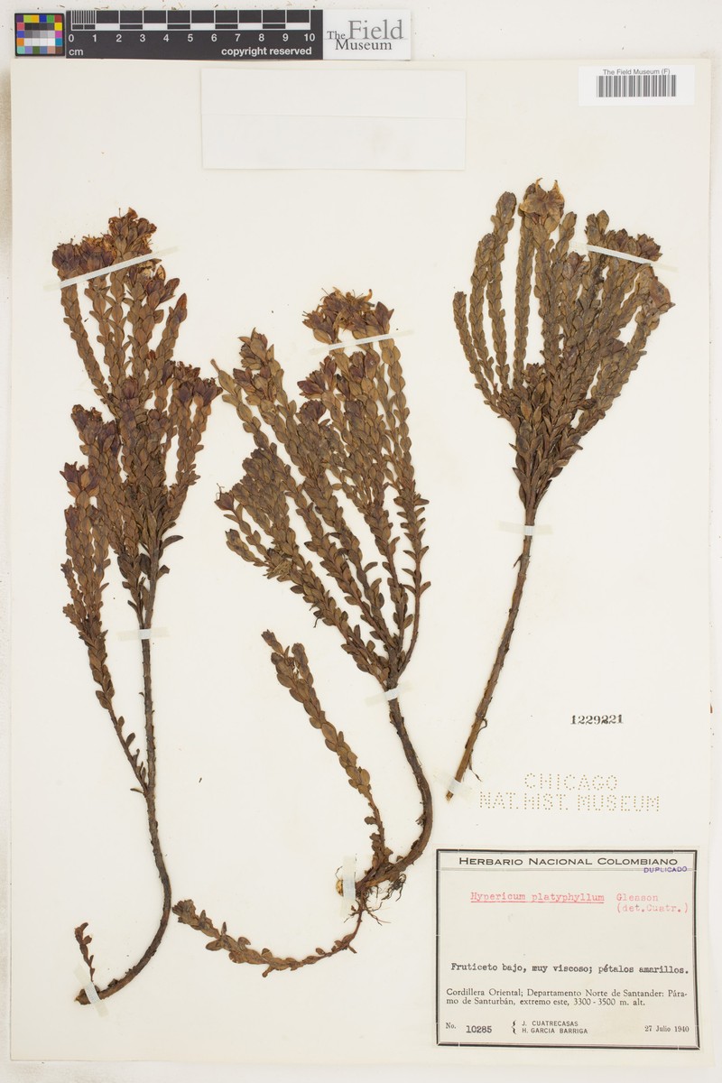 Hypericum phellos subsp. platyphyllum photo 5
