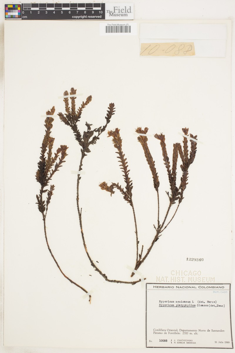 Hypericum phellos subsp. platyphyllum photo 6