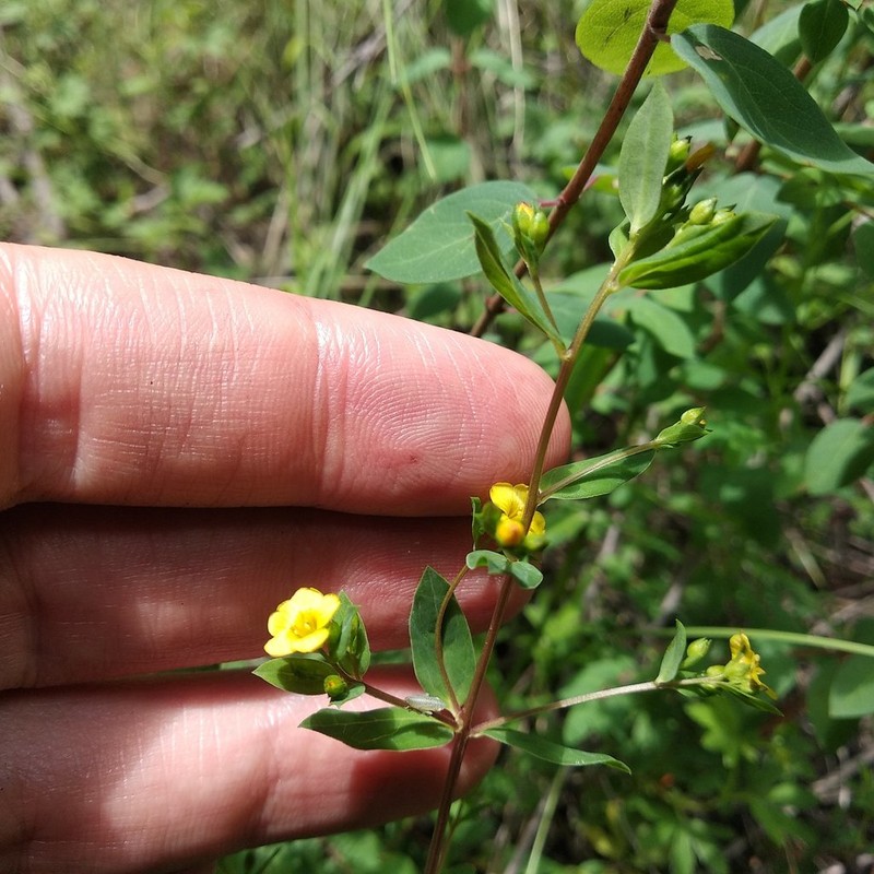Hypericum philonotis photo 2