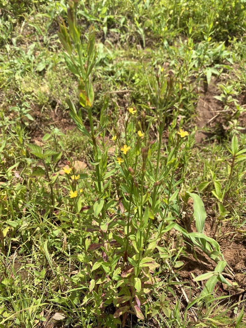 Hypericum philonotis photo 3