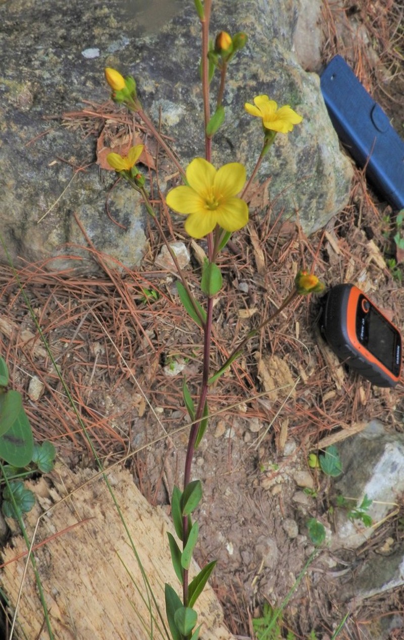 Hypericum philonotis photo 4