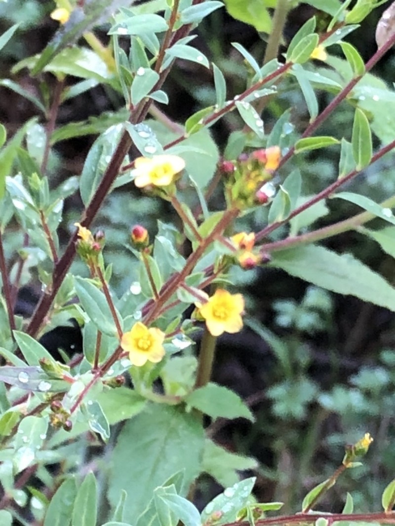 Hypericum philonotis photo 5