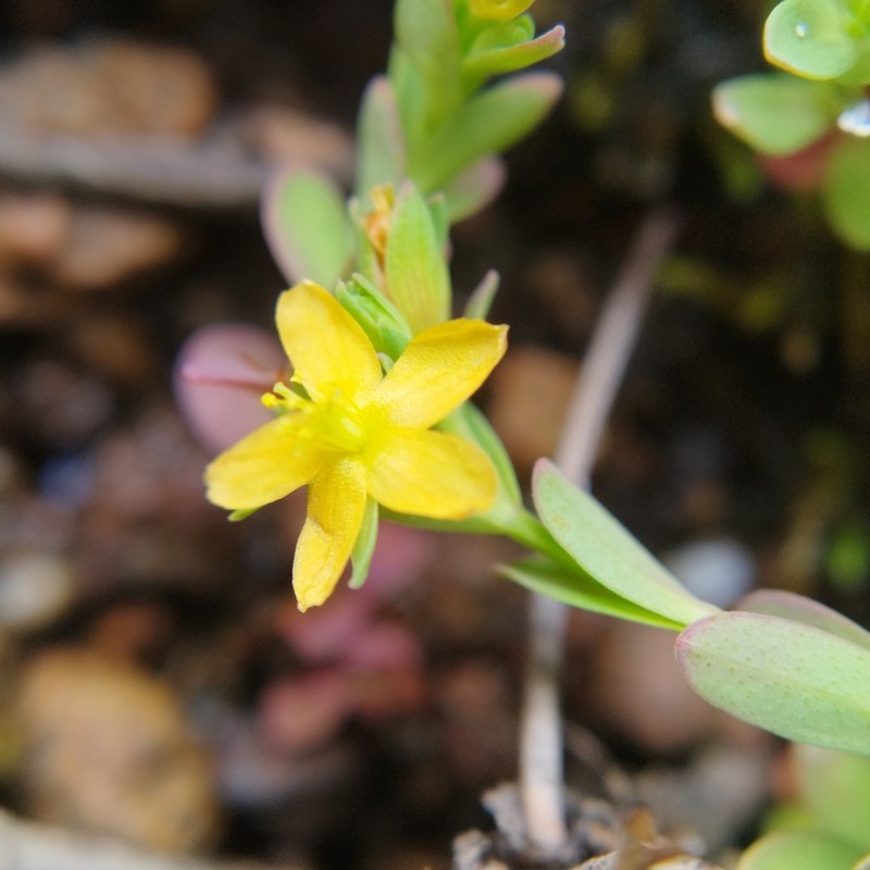 Hypericum philonotis photo 6