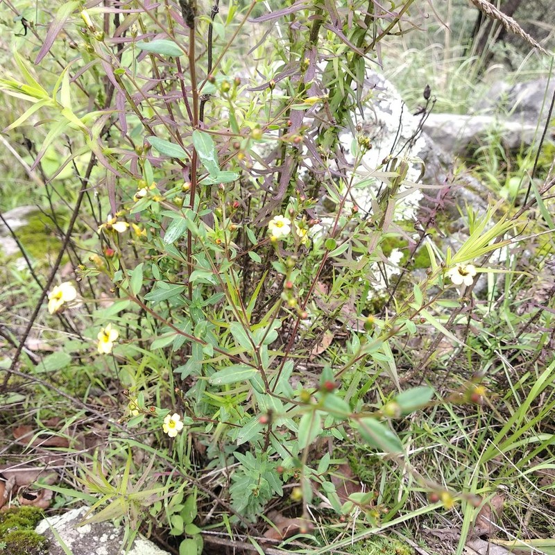 Hypericum philonotis photo 7