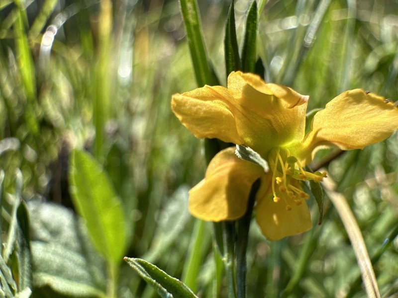 Hypericum philonotis photo 8