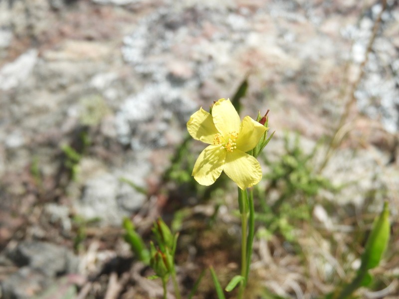 Hypericum piriai