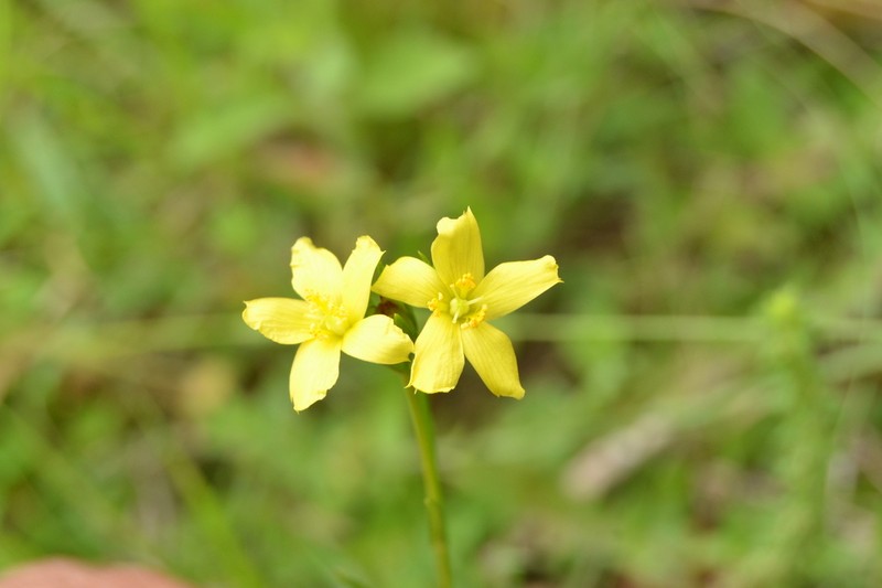 Hypericum piriai photo 2
