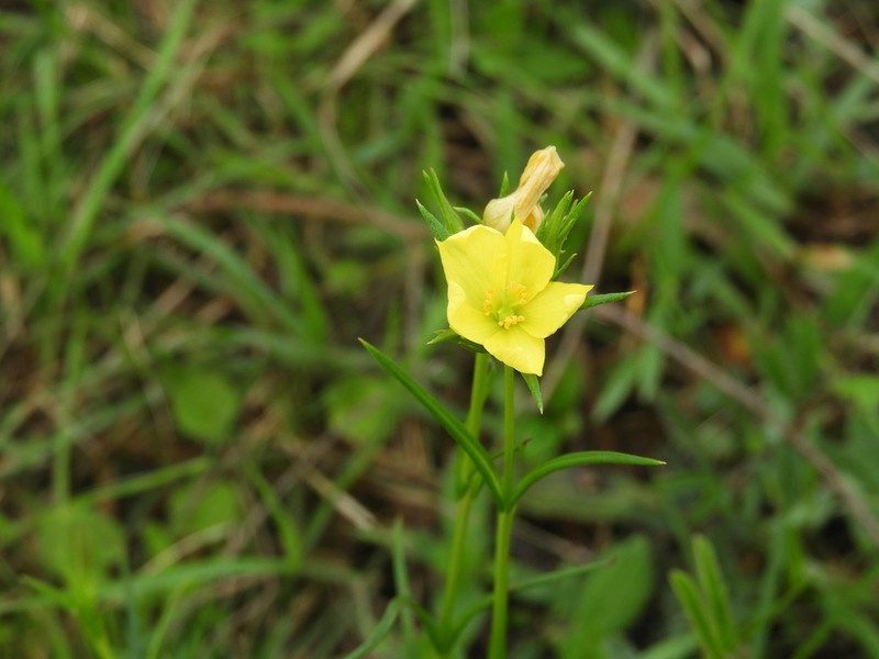 Hypericum piriai photo 3