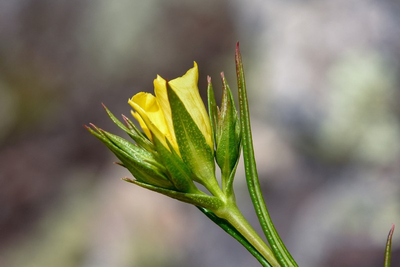Hypericum piriai photo 4