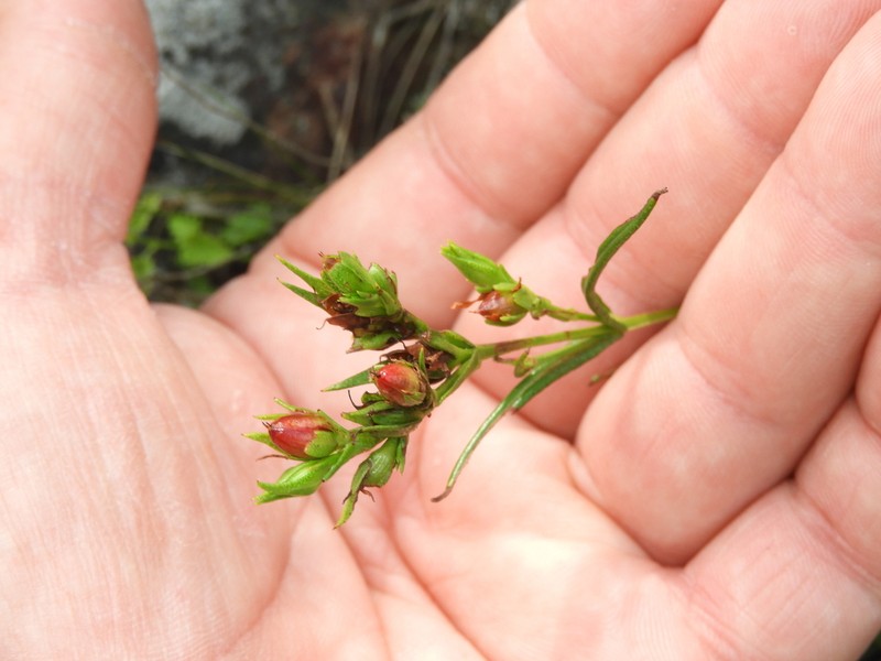 Hypericum piriai photo 5