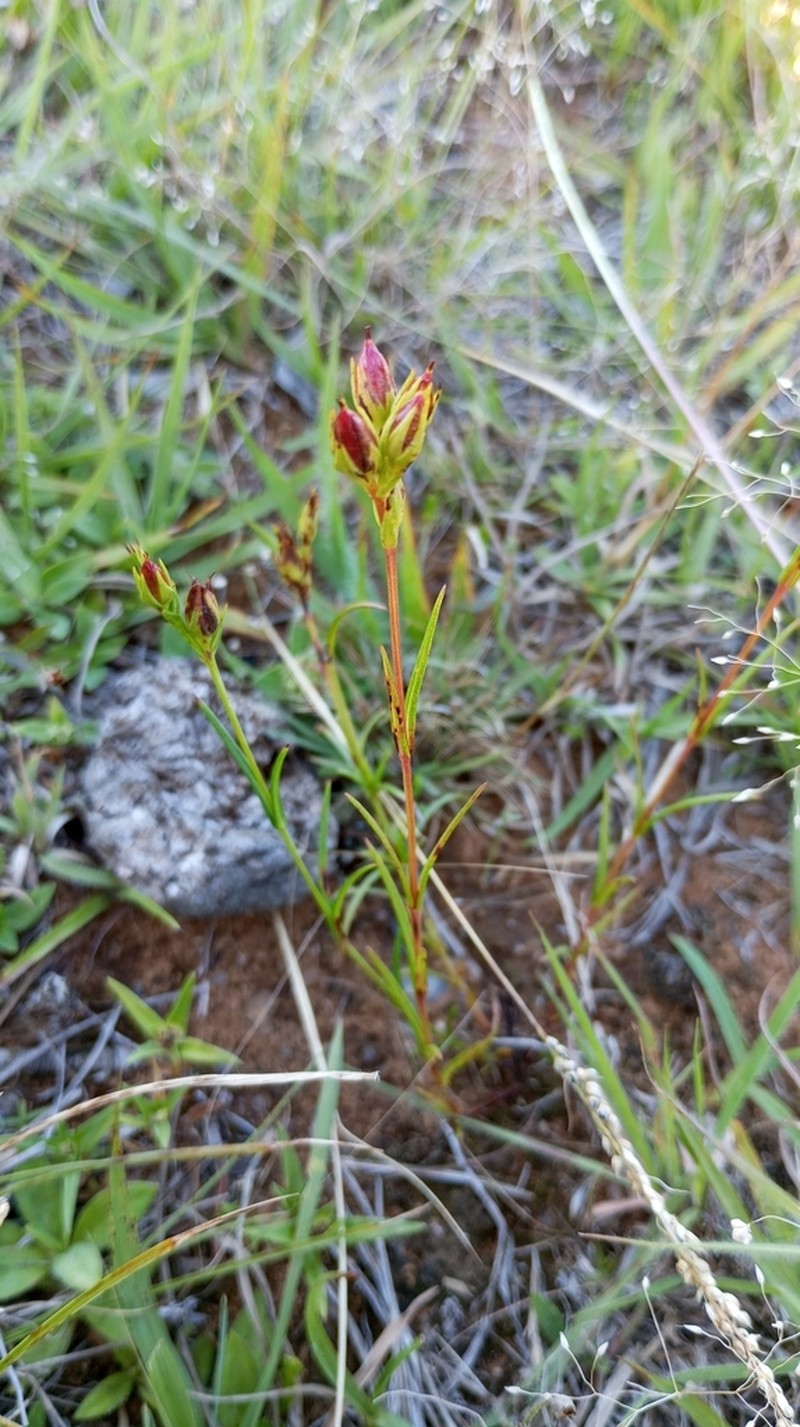 Hypericum piriai photo 6