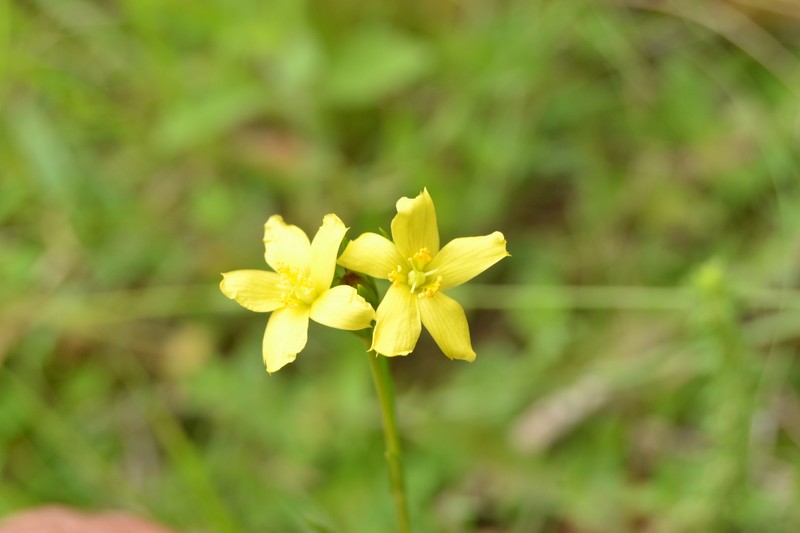 Hypericum piriai photo 7