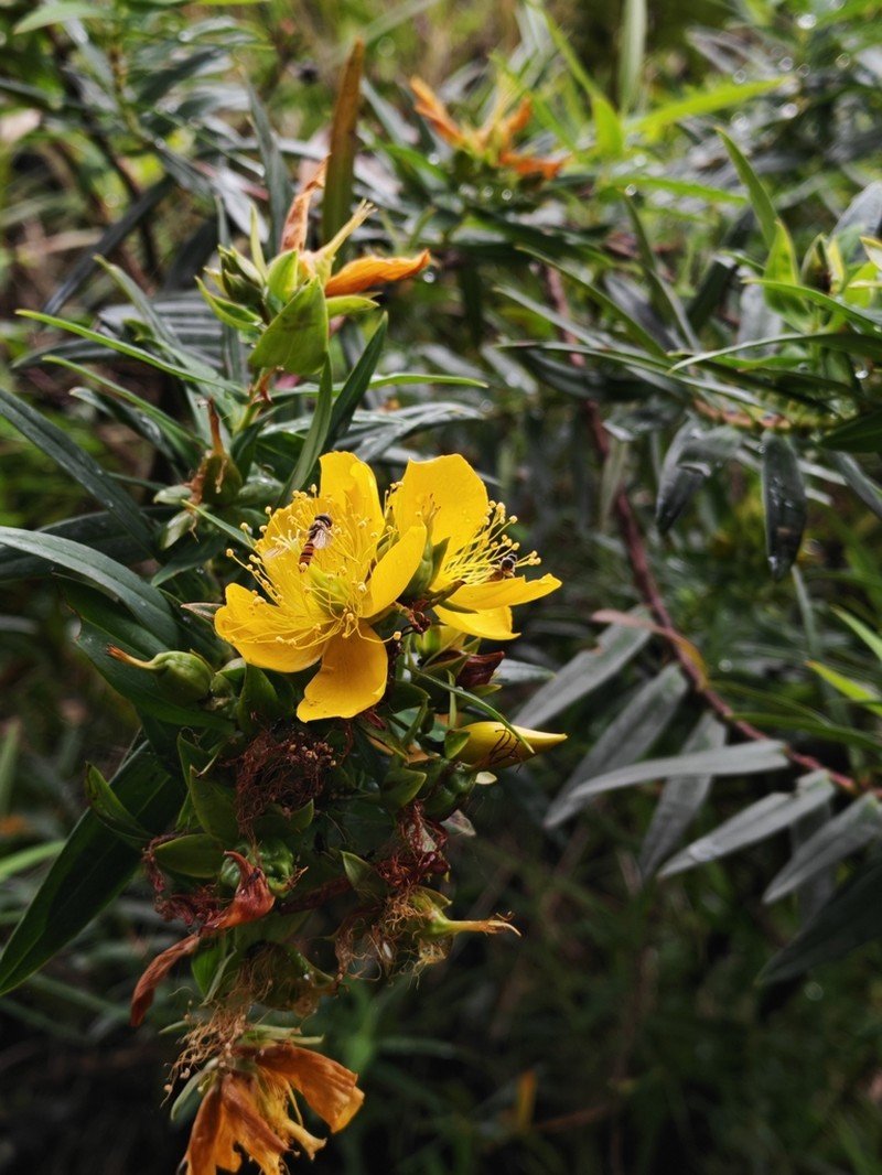 Hypericum podocarpoides