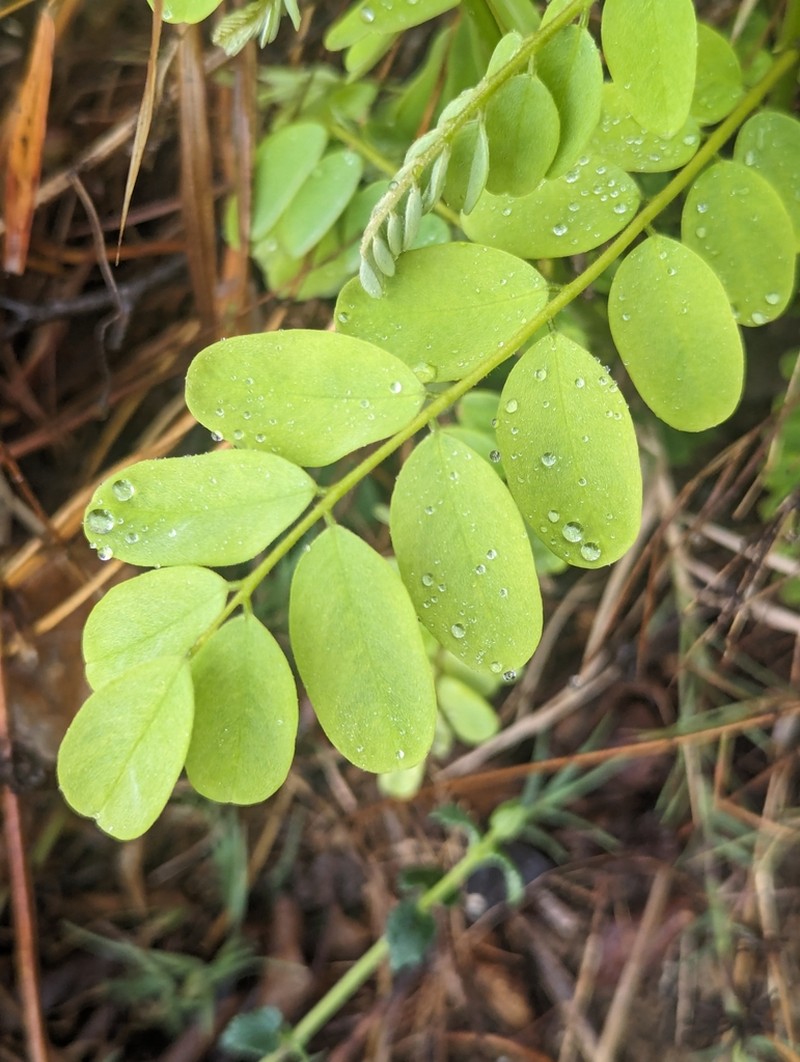 Hypericum podocarpoides photo 2