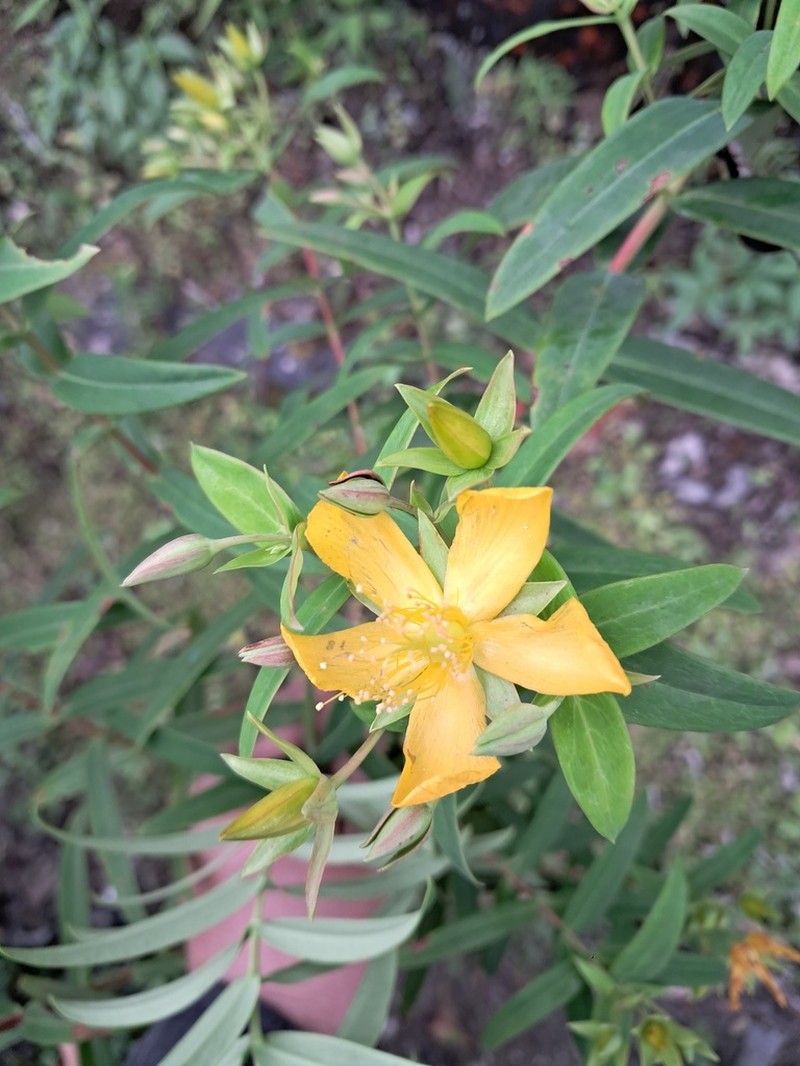 Hypericum podocarpoides photo 3