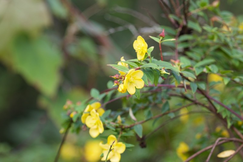 Hypericum podocarpoides photo 4