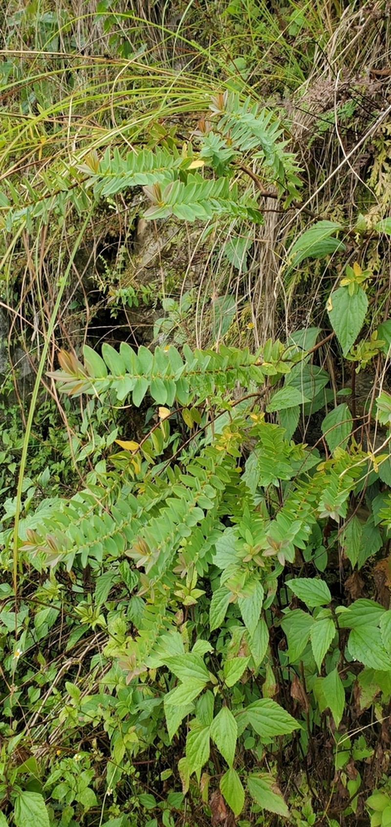 Hypericum podocarpoides photo 5