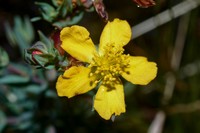 Hypericum polyanthemum