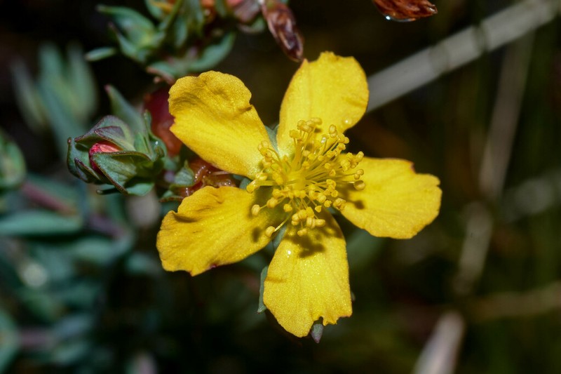 Hypericum polyanthemum