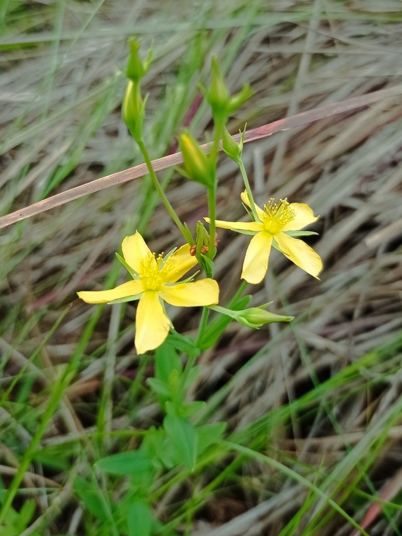 Hypericum polyanthemum photo 2