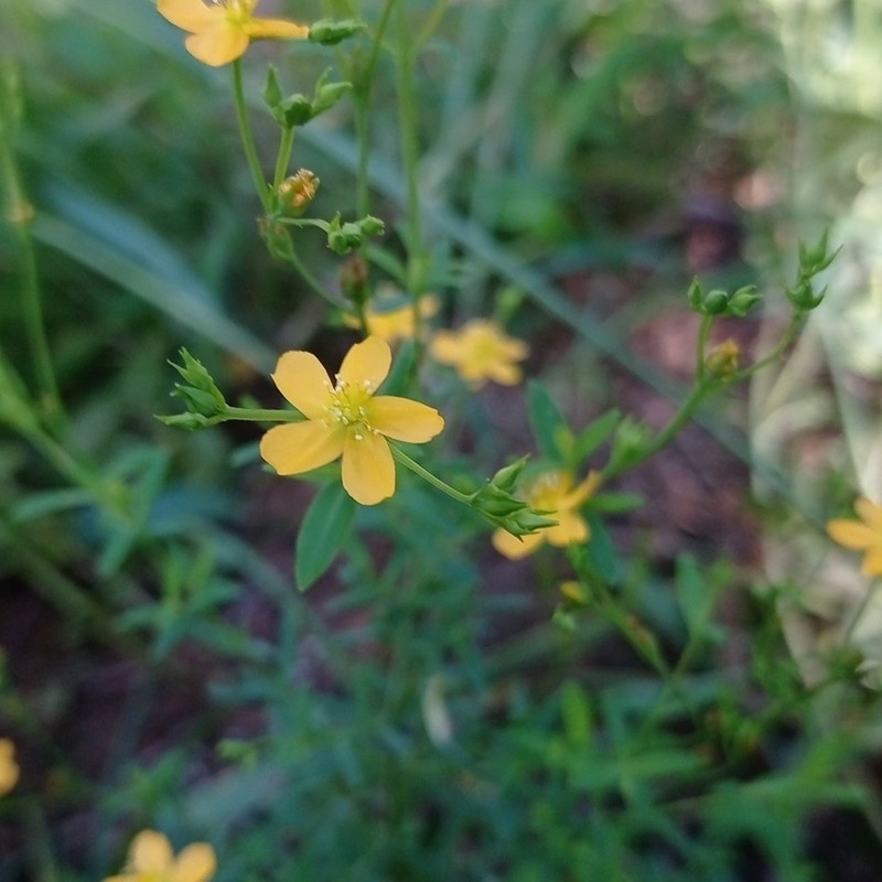 Hypericum polyanthemum photo 4