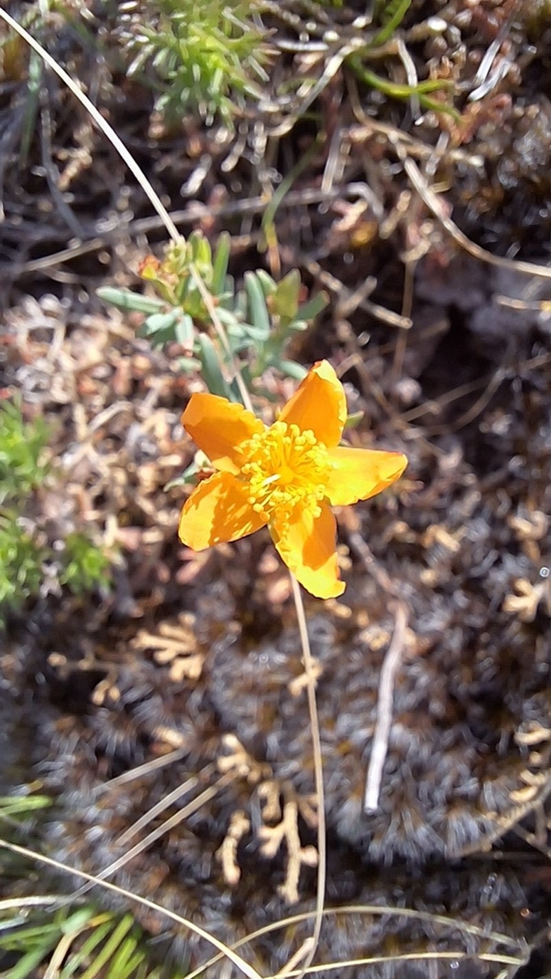 Hypericum polyanthemum photo 5
