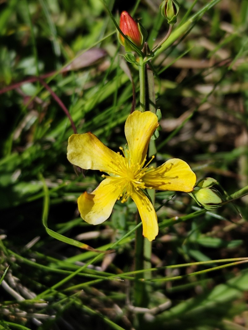 Hypericum polyanthemum photo 6
