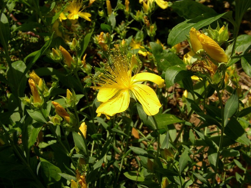 Hypericum polyphyllum