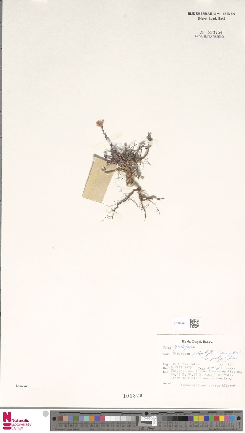 Hypericum polyphyllum photo 3