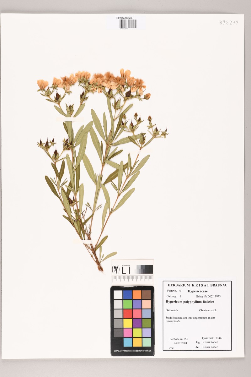 Hypericum polyphyllum photo 4