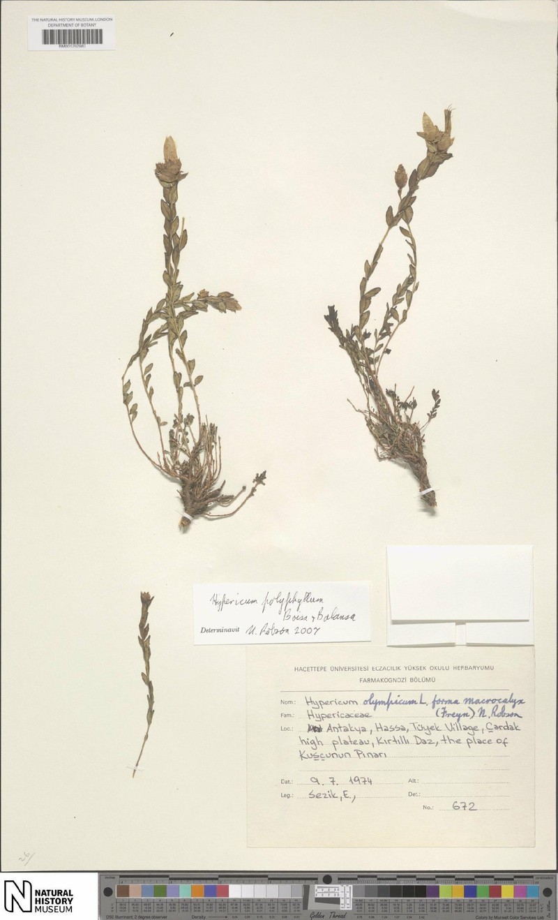 Hypericum polyphyllum photo 5