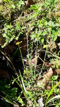 Hypericum pratense