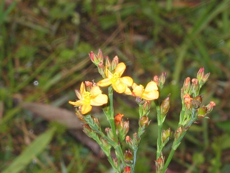 Hypericum pratense photo 2