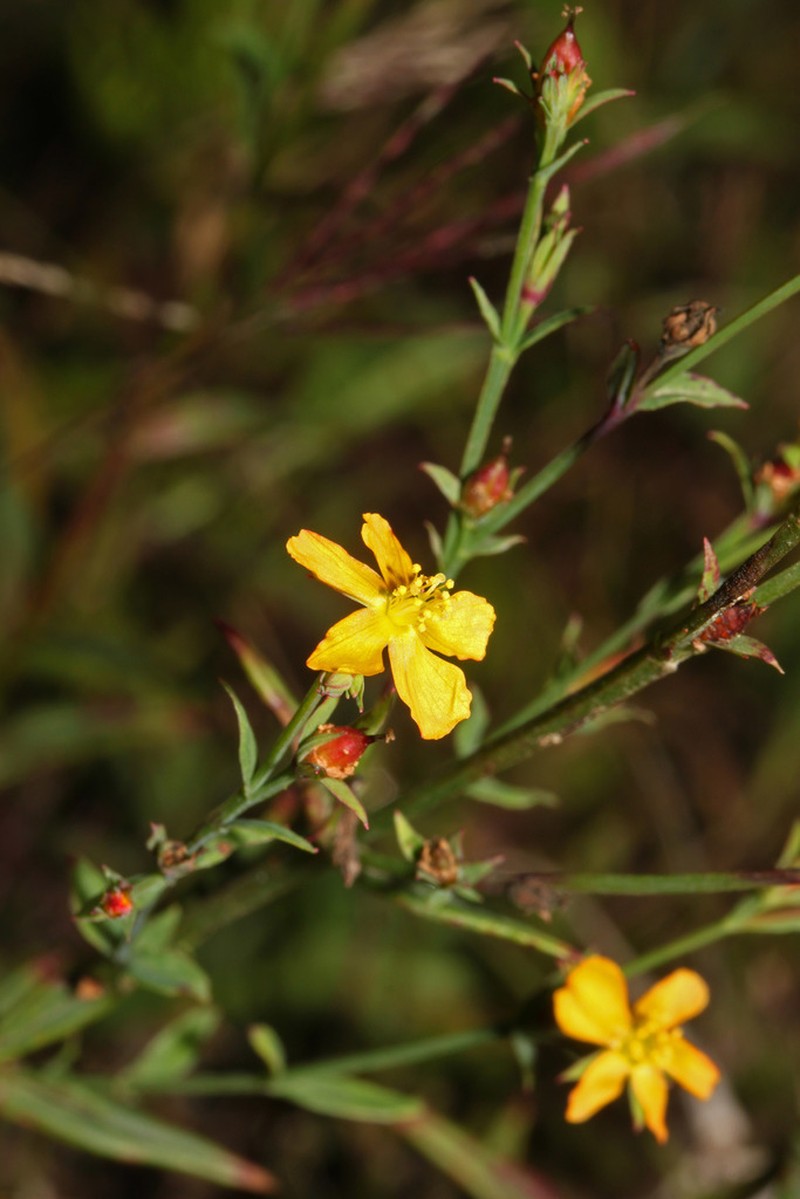 Hypericum pratense photo 3