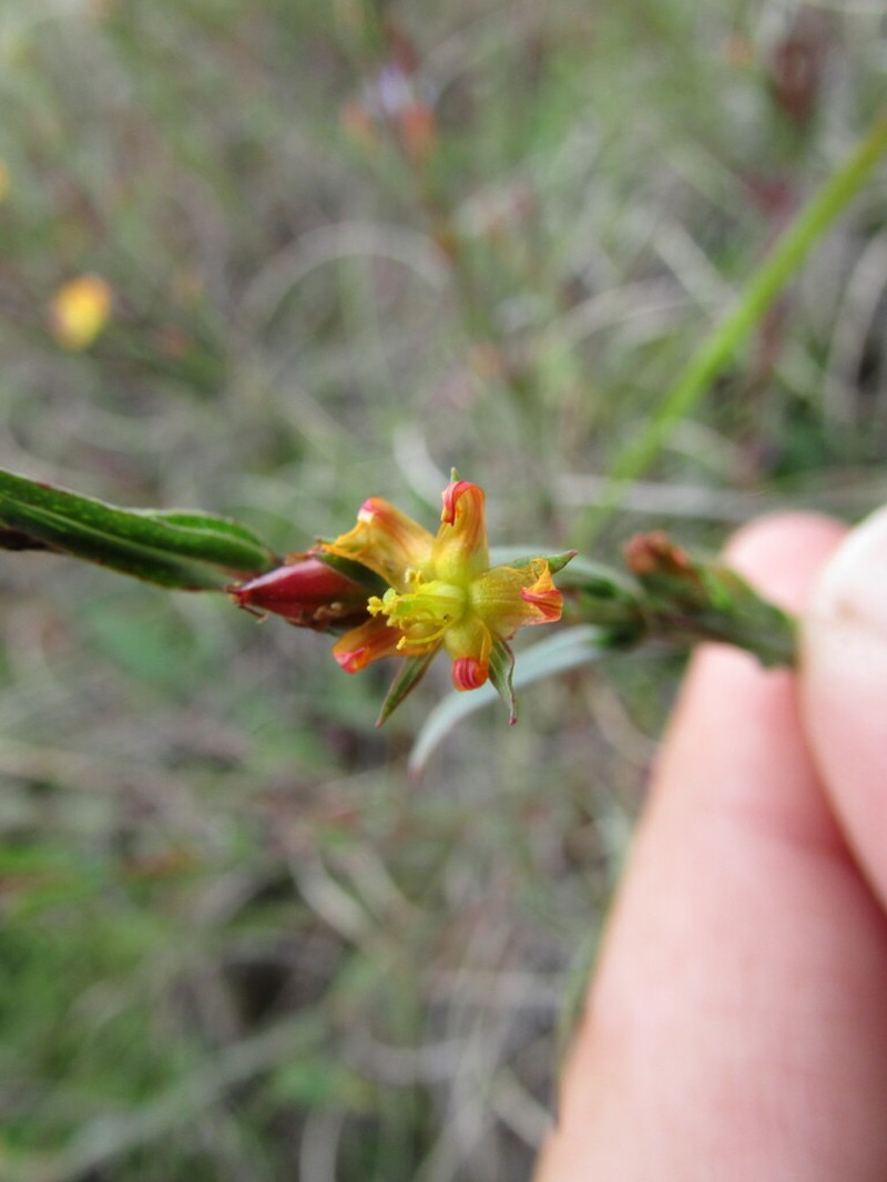Hypericum pratense photo 4