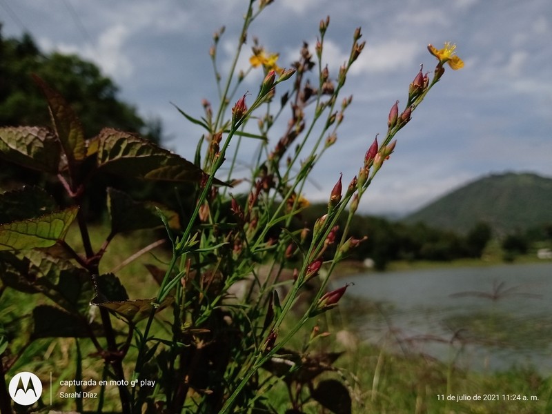Hypericum pratense photo 5