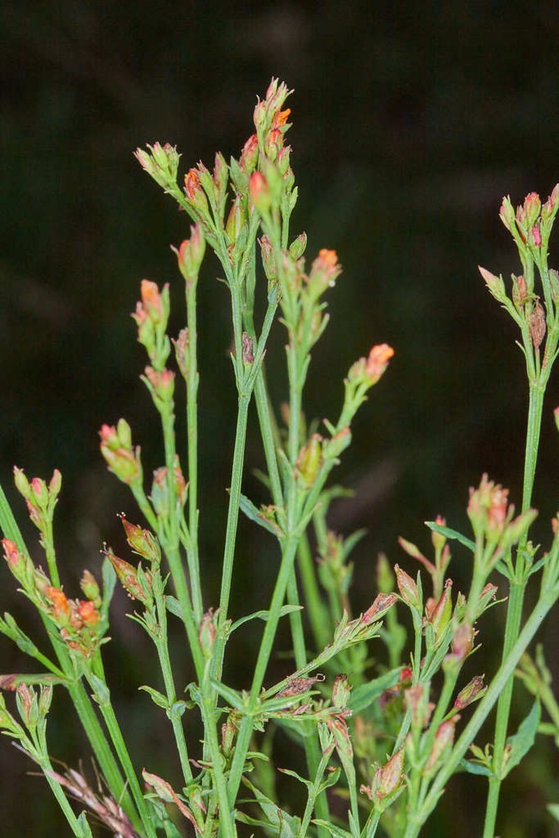 Hypericum pratense photo 6