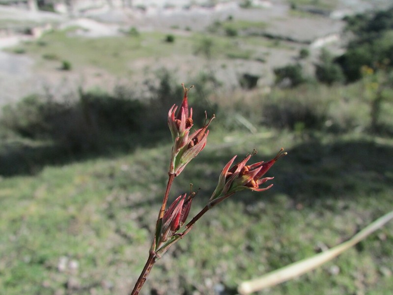 Hypericum pratense photo 7