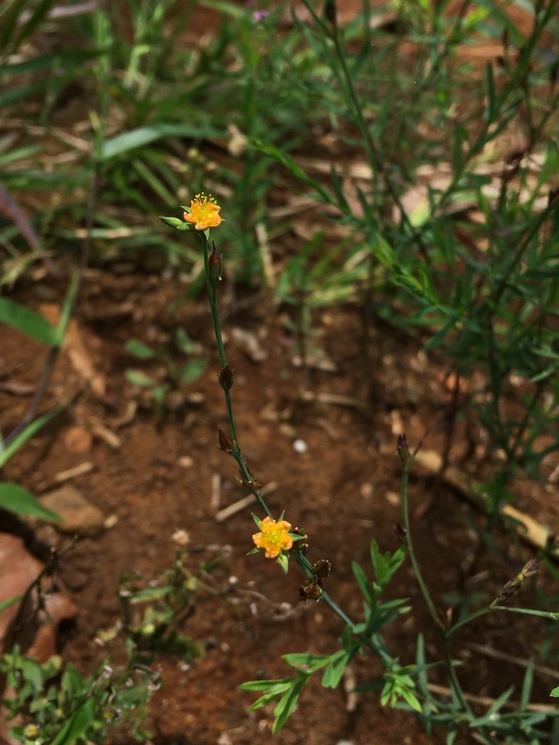 Hypericum pratense photo 8