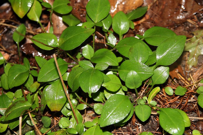 Shrubby St. Johnswort photo 2