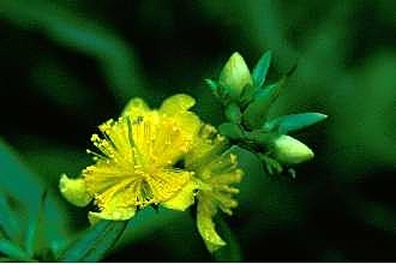 Shrubby St. Johnswort photo 3