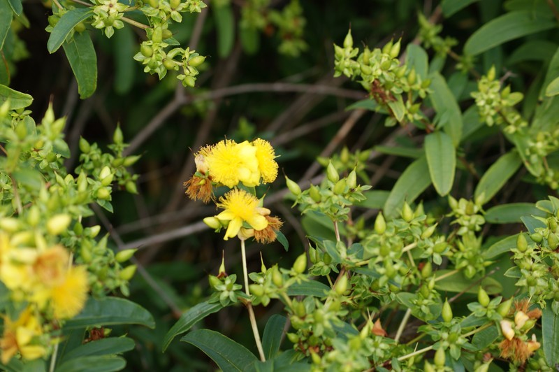 Shrubby St. Johnswort photo 4